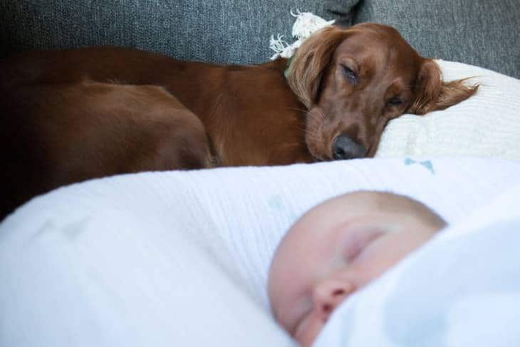 Comment habituer votre chien à votre nouveau-né